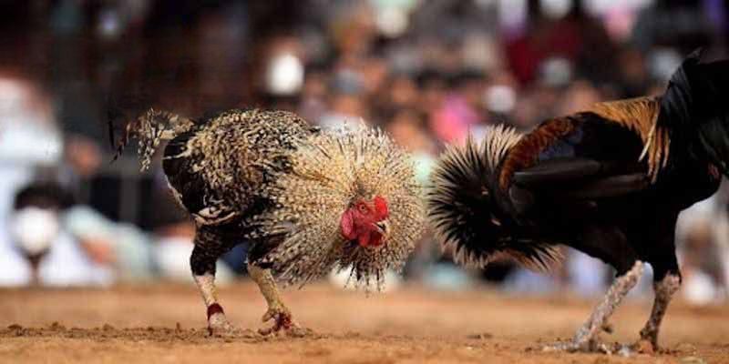 thomo-cockfight-live-thumbnail
